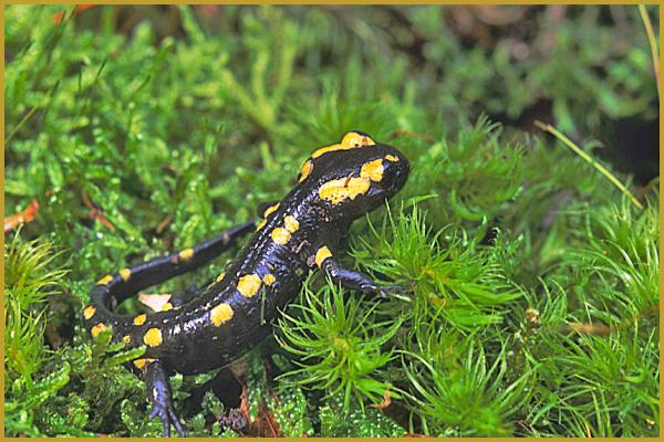Définition  Salamandre terrestre - Salamandra salamandra - Salamandre  commune